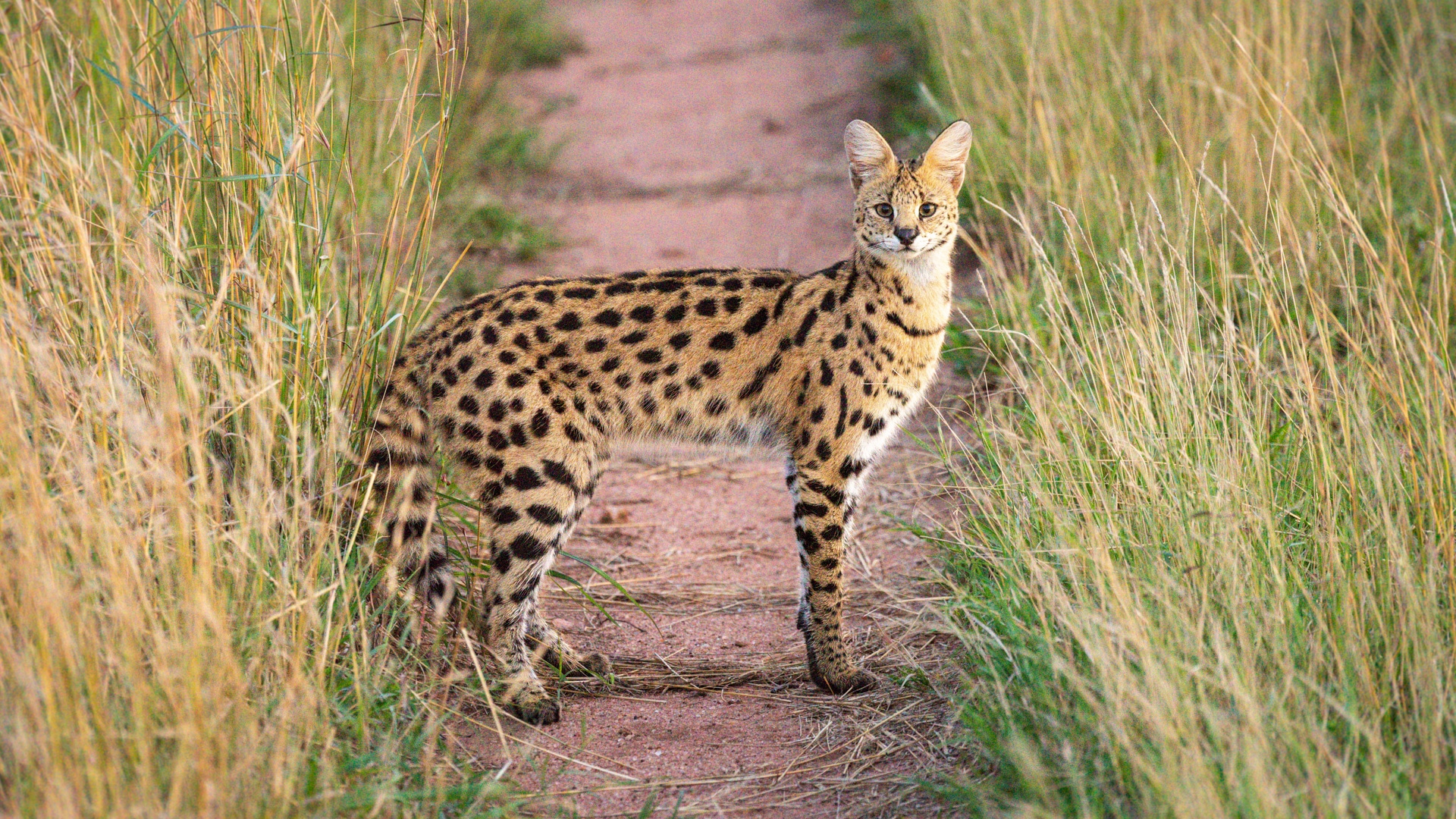  A serval spotted on the road &ndash; one of Africa&rsquo;s most elusive safari animals. 