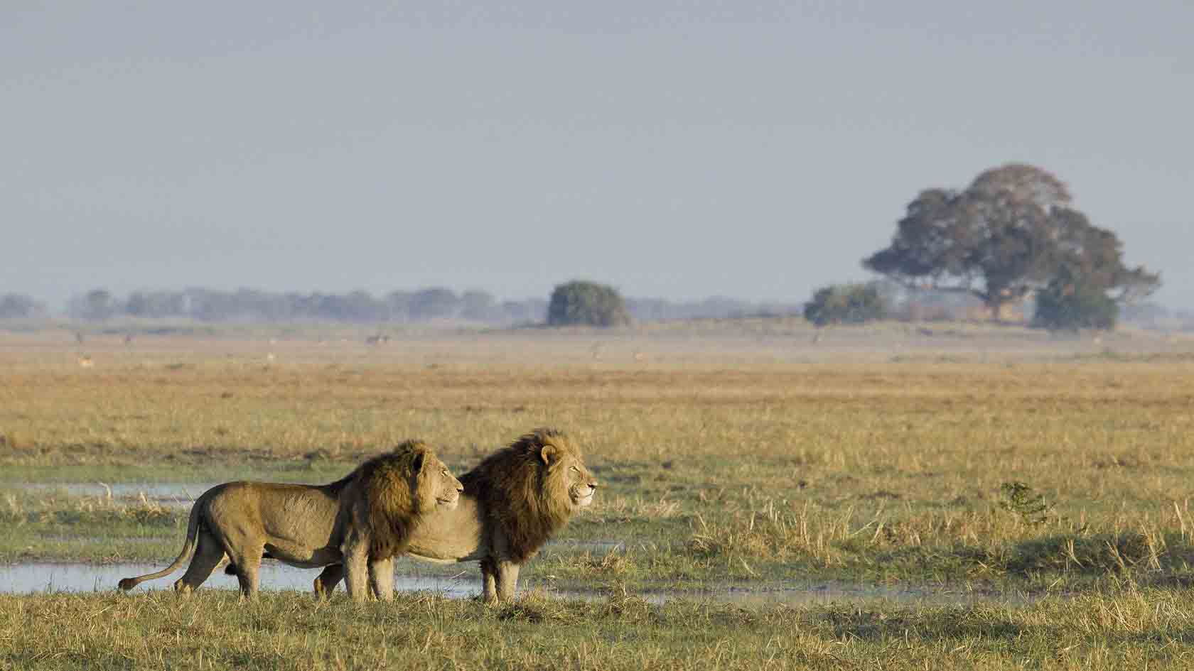 Predators survey the surrounding Kafue floodplains - another excellent off the beaten track Southern Africa safari location.