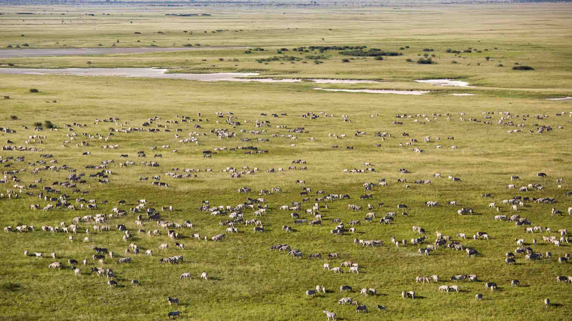 The Makgadikgadi Salt Pans is home to Southern Africa&rsquo;s largest zebra and wildebeest remaining migration - an awesome Southern Africa safari experience off the beaten track.
