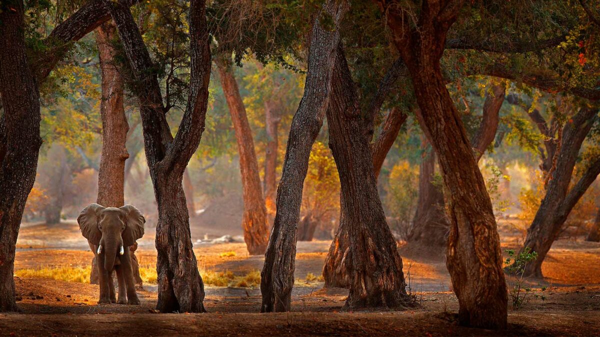 Zimbabwe Victoria Falls - Cover