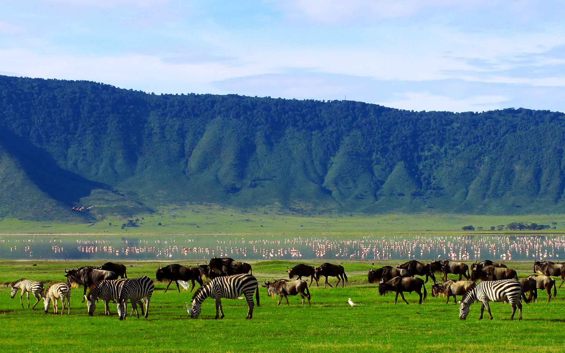 Plains game and flamingos in the Ngorongoro Crater &ndash; one of the Seven Natural Wonders of Africa.