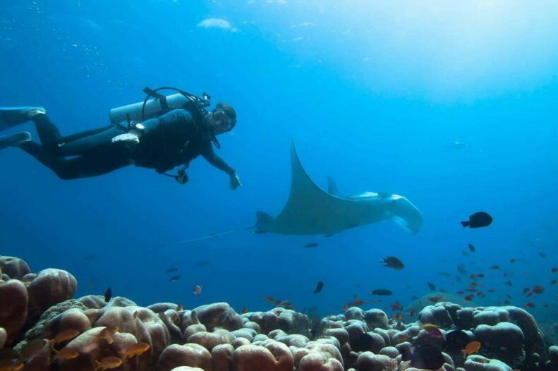 Marine safaris Diver swimms with manta ray