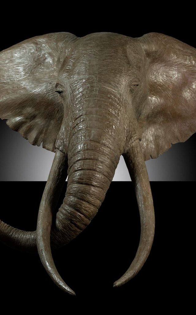 Elephant head sculpture at Donald Greig Gallery &ndash; one of the top art galleries in Cape Town. 