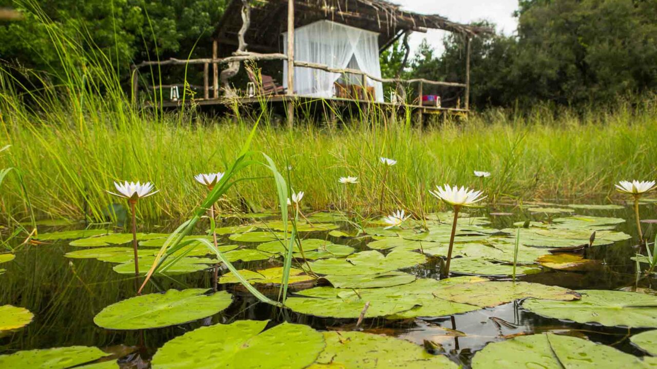 Victoria Falls to Botswana SelindaCamp-GreatPlainsConservation-16