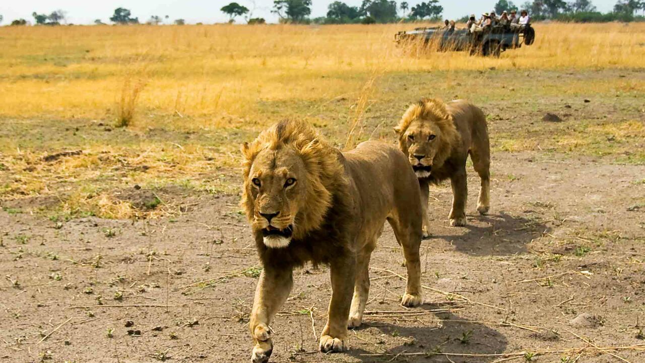 Victoria Falls to Botswana SelindaCamp-Safari-Experience-GreatPlainsConservation-16