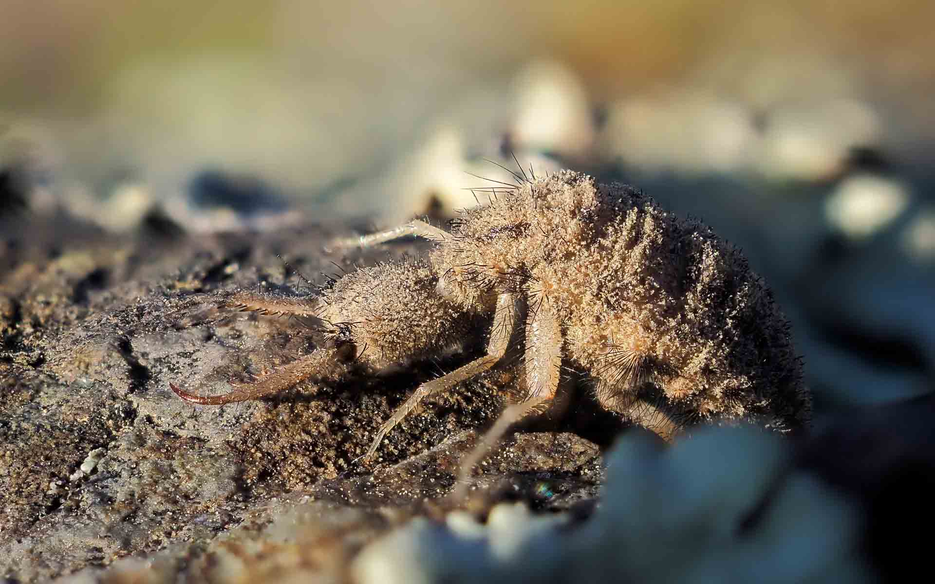 A close-up of an antlion &ndash; one of Africa&rsquo;s animals and part of the Small Five of Africa.