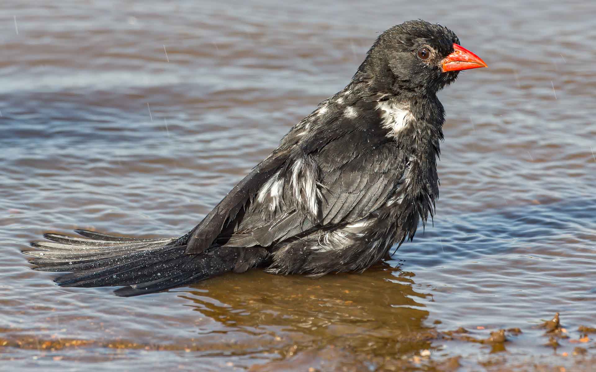 A red-billed buffalo weaver pictured in the water - one of Africa&rsquo;s animals and part of the Small Five of Africa. 