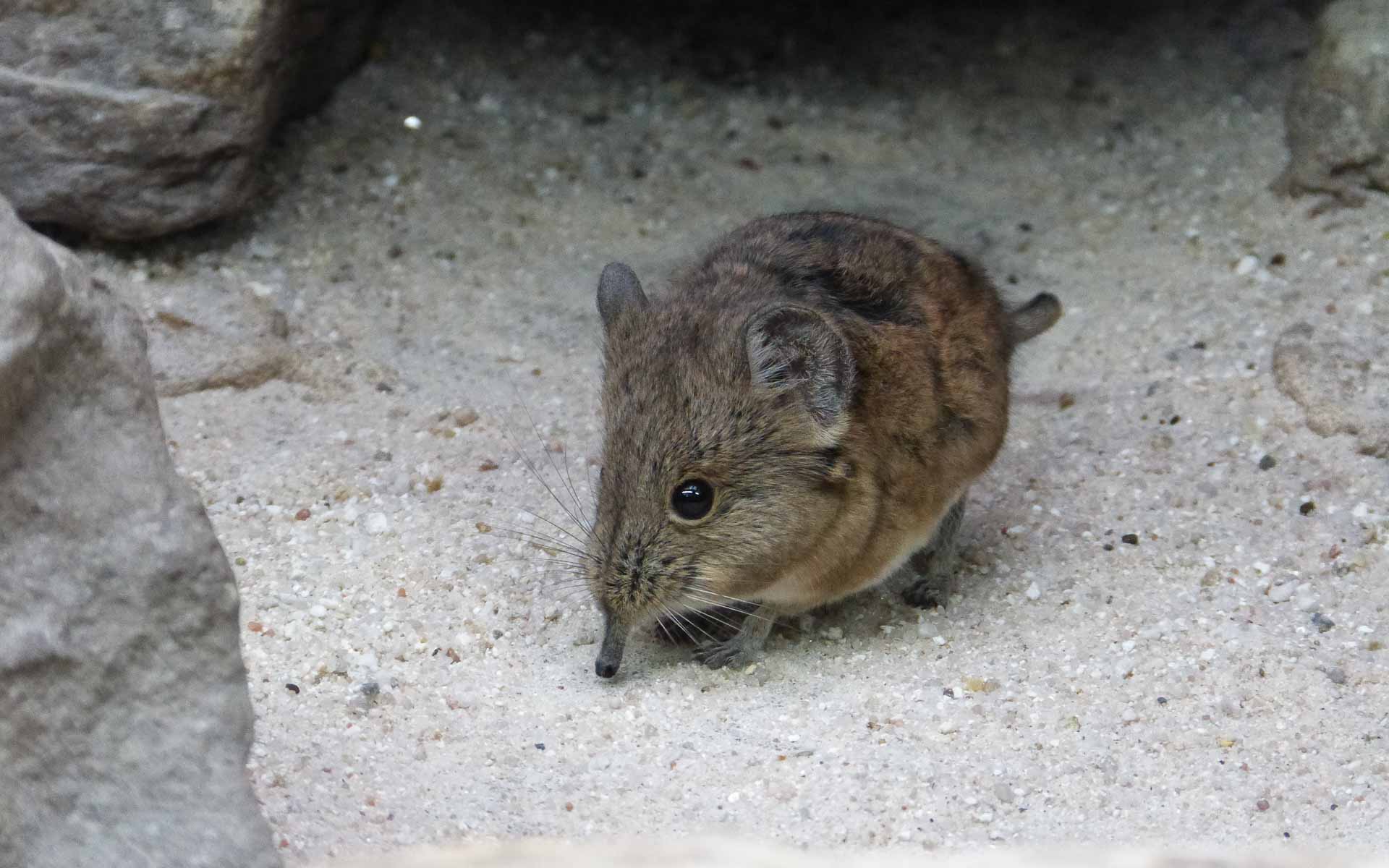 A frontal image of a short-eared elephant shrew - one of Africa&rsquo;s animals and part of the Small Five of Africa.