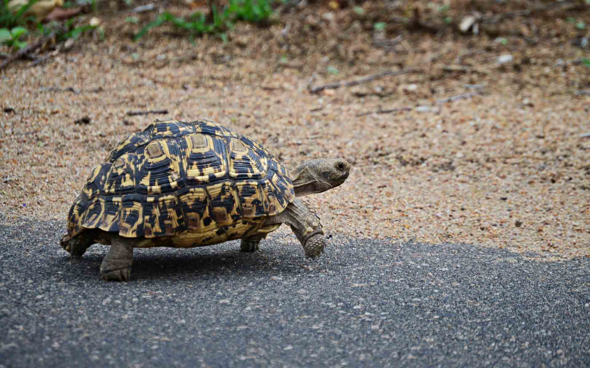 A leopard tortoise walking along a road - one of Africa&rsquo;s animals and part of the Small Five of Africa.