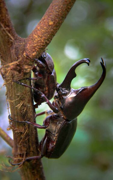 Two rhino beetles pictured on a branch - one of Africa&rsquo;s animals and part of the Small Five of Africa.