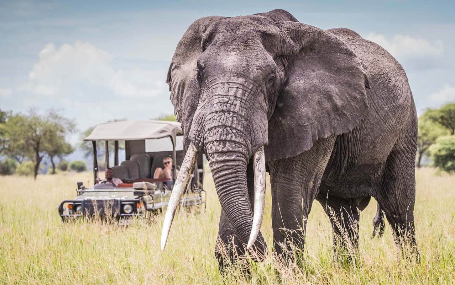 An elephant in the Serengeti &ndash; a national park to experience when you travel Tanzania.