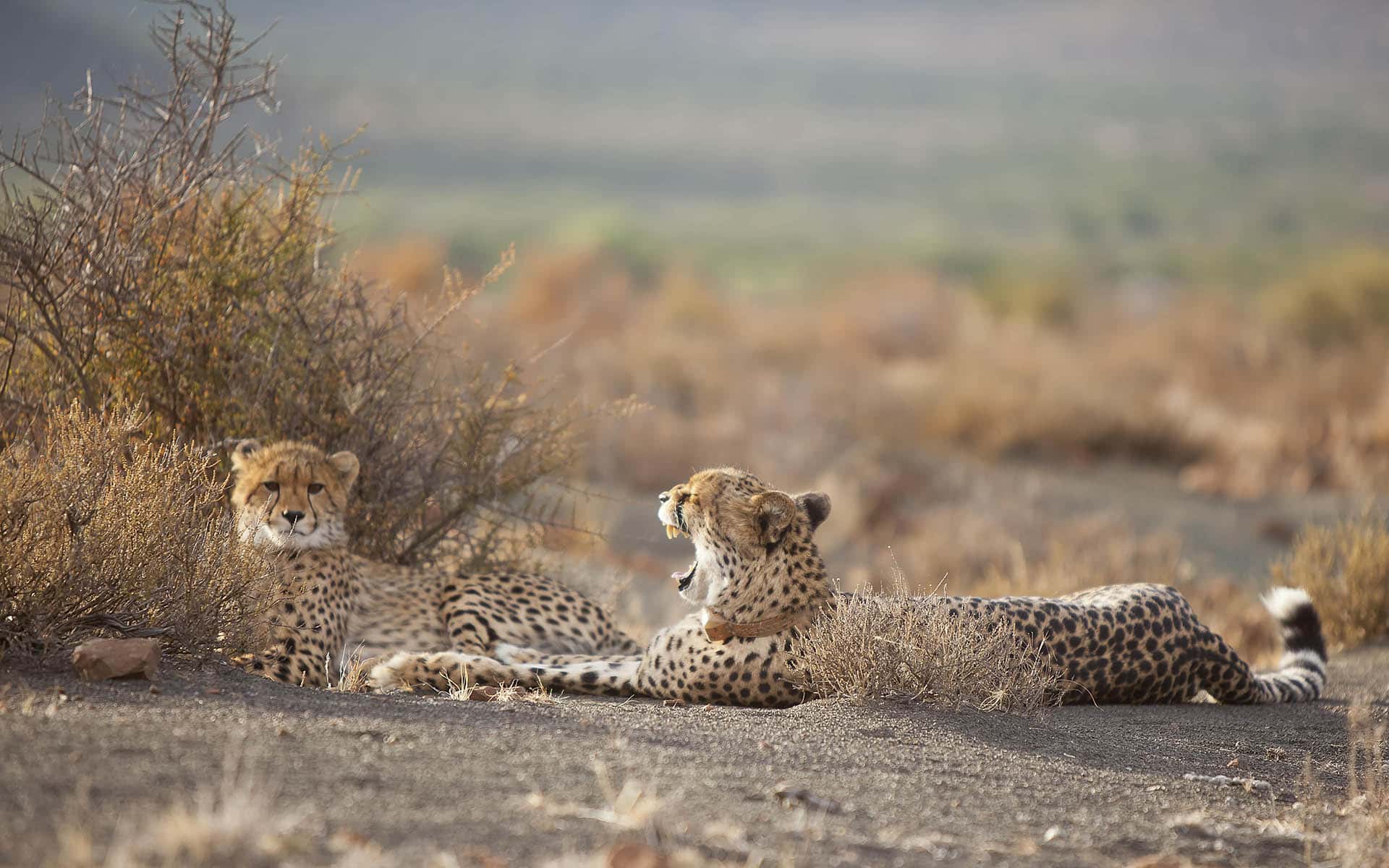 A yawning cheetah at Samara Karoo Reserve, part of Ker & Downey Africa&rsquo;s best Africa safaris of 2022. 