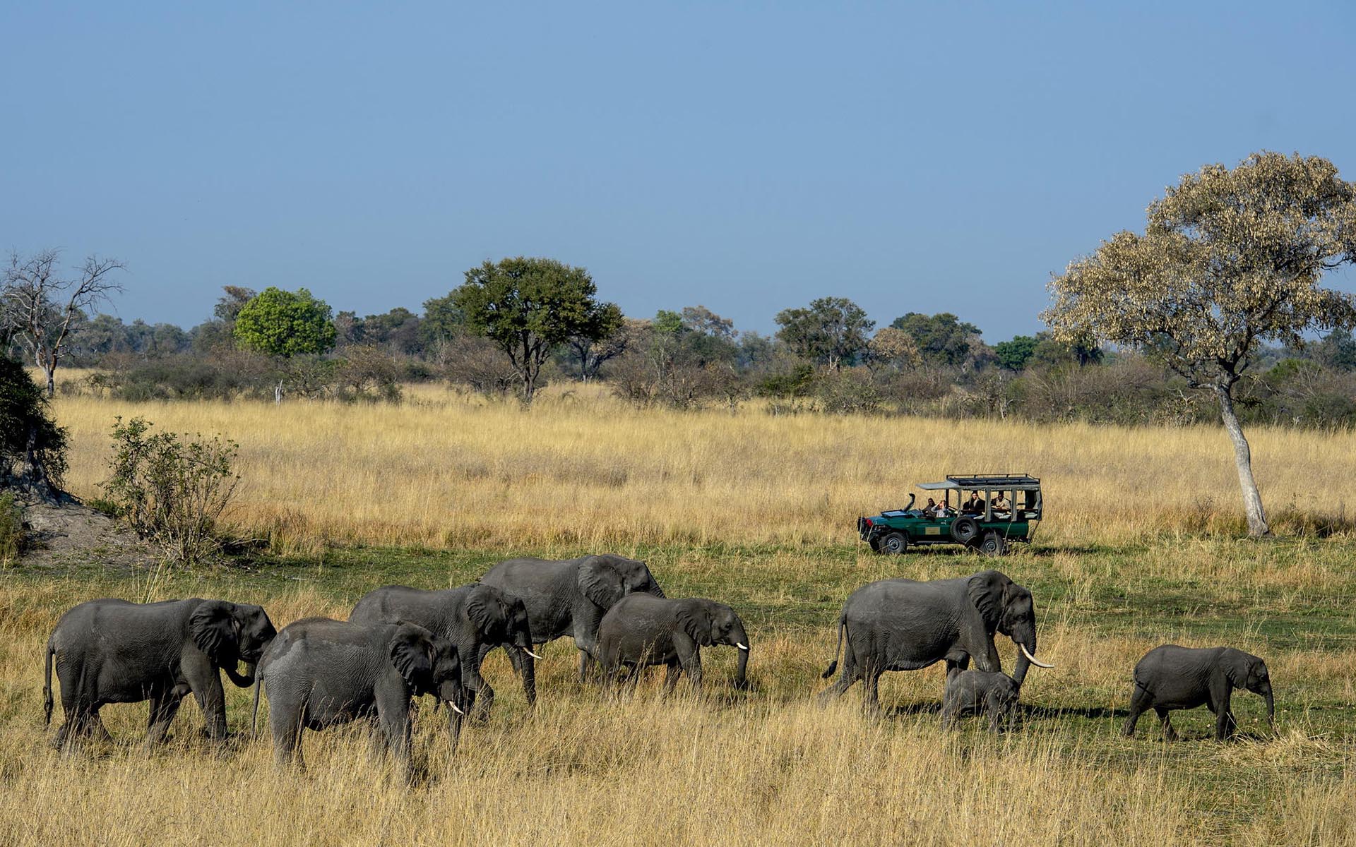 A safari game drive with a herd of elephants at Duke&rsquo;s Camp.