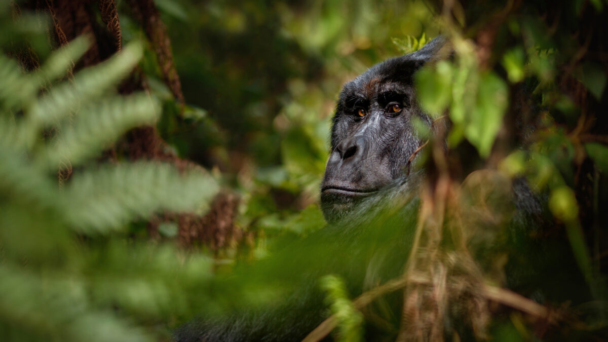 Luxury gorilla trekking in Rwanda. Close up of gorilla in trees looking. African safari.