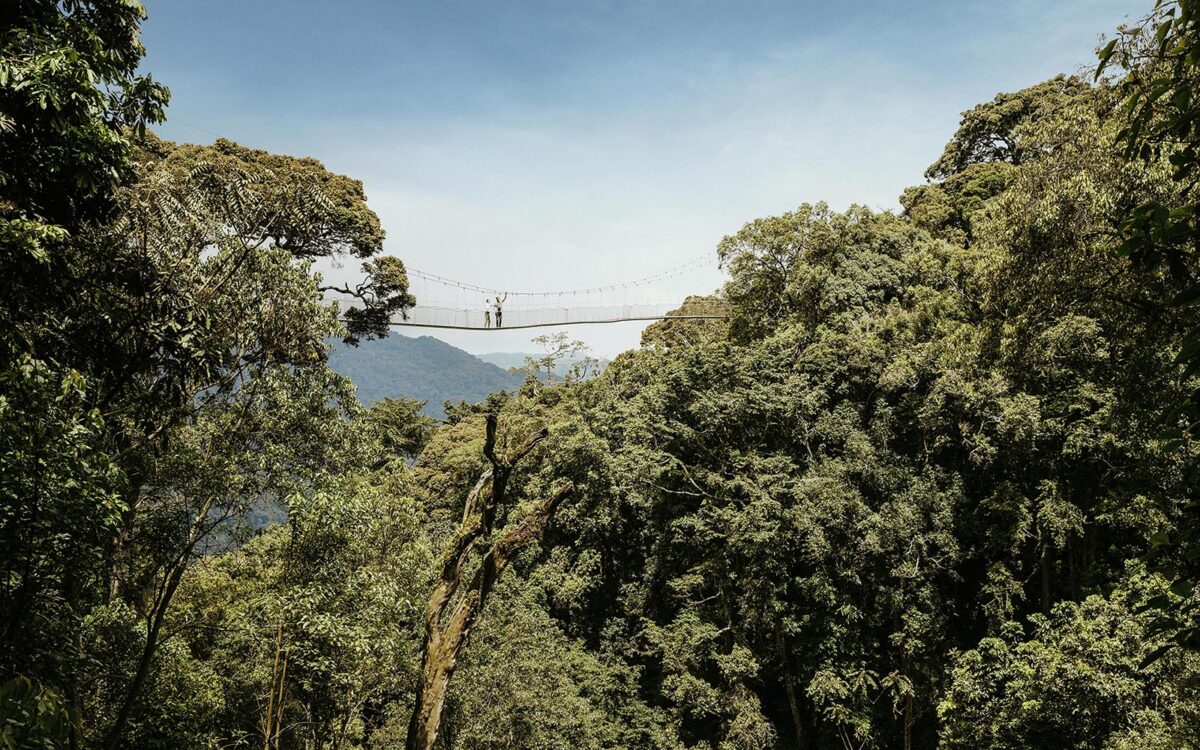 One&Only canopy walk
