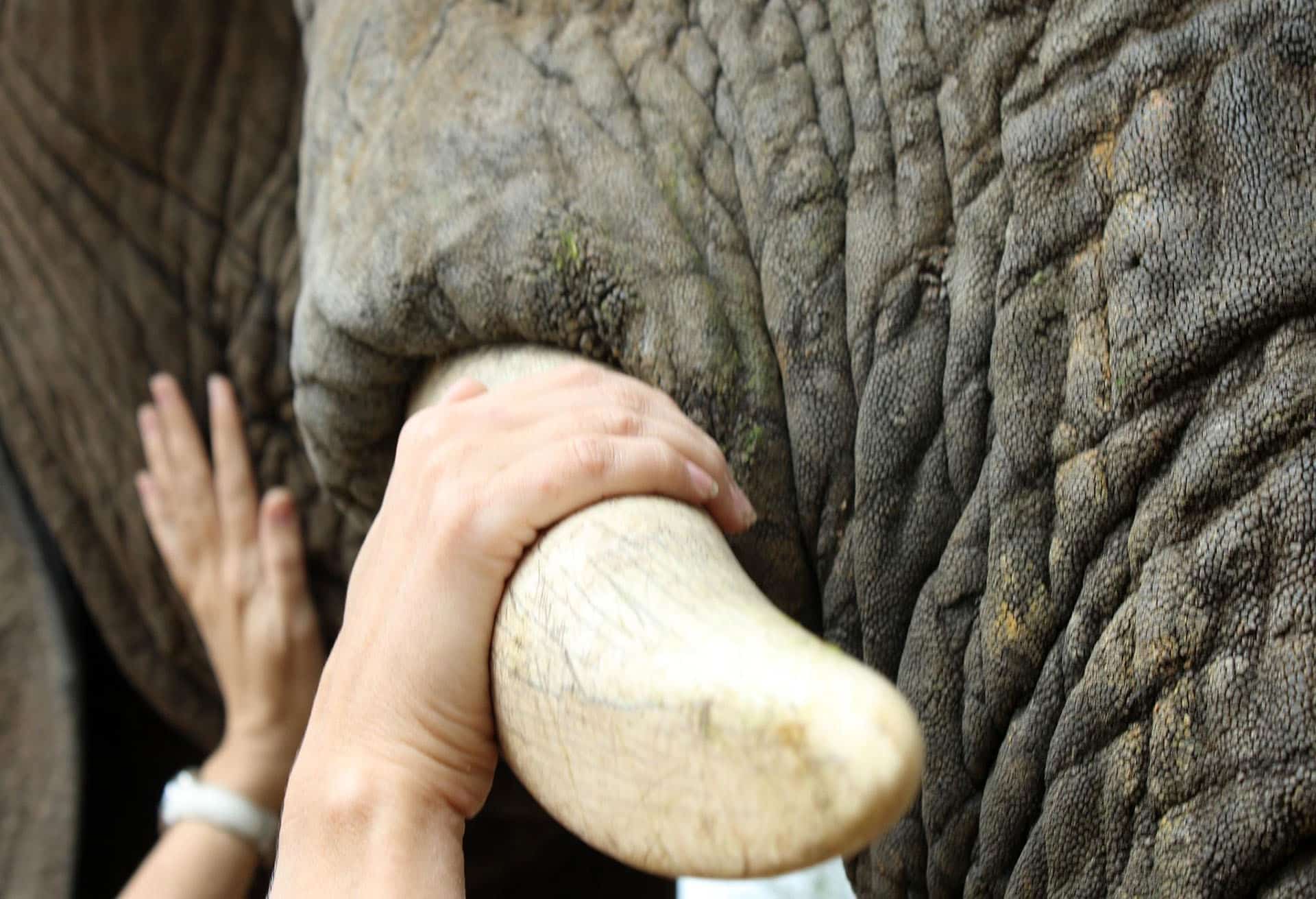 A responsible traveler putting her hand on an elephant&rsquo;s tusk.