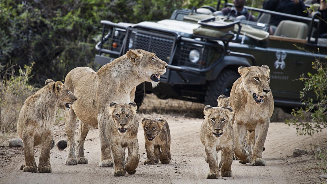 Lions walking on dirt road with Ker & Downey Africa