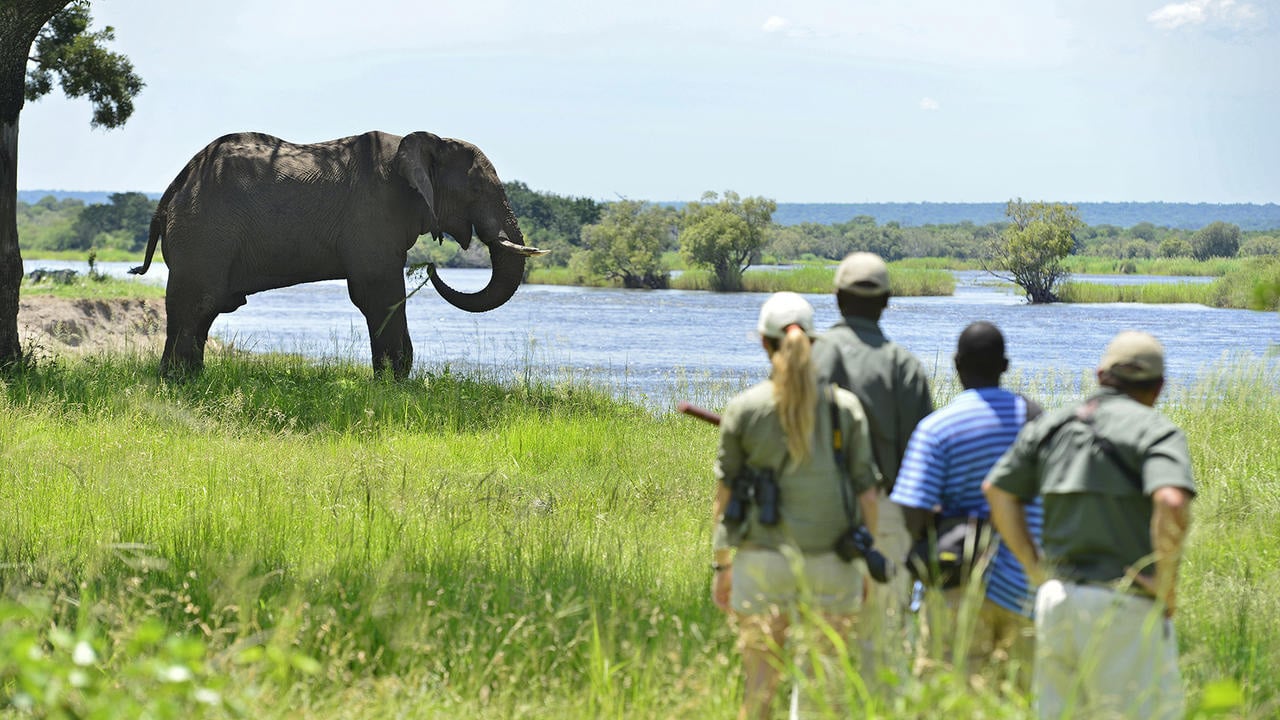 Guests with an elephant in the background at Victoria Falls River Lodge