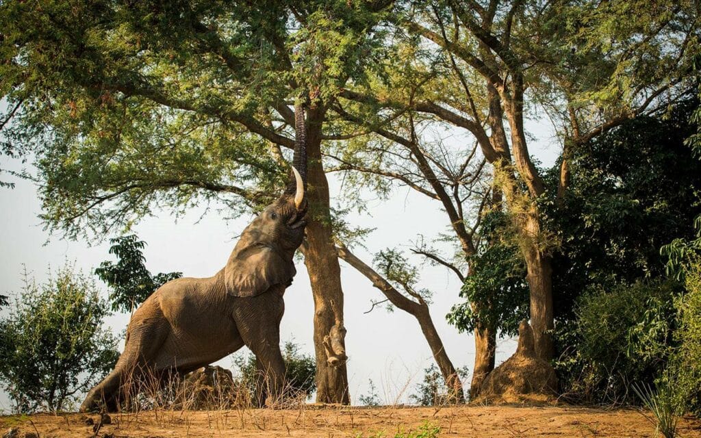 Elephants at Tembo Plains Camp with Ker & Downey Africa 