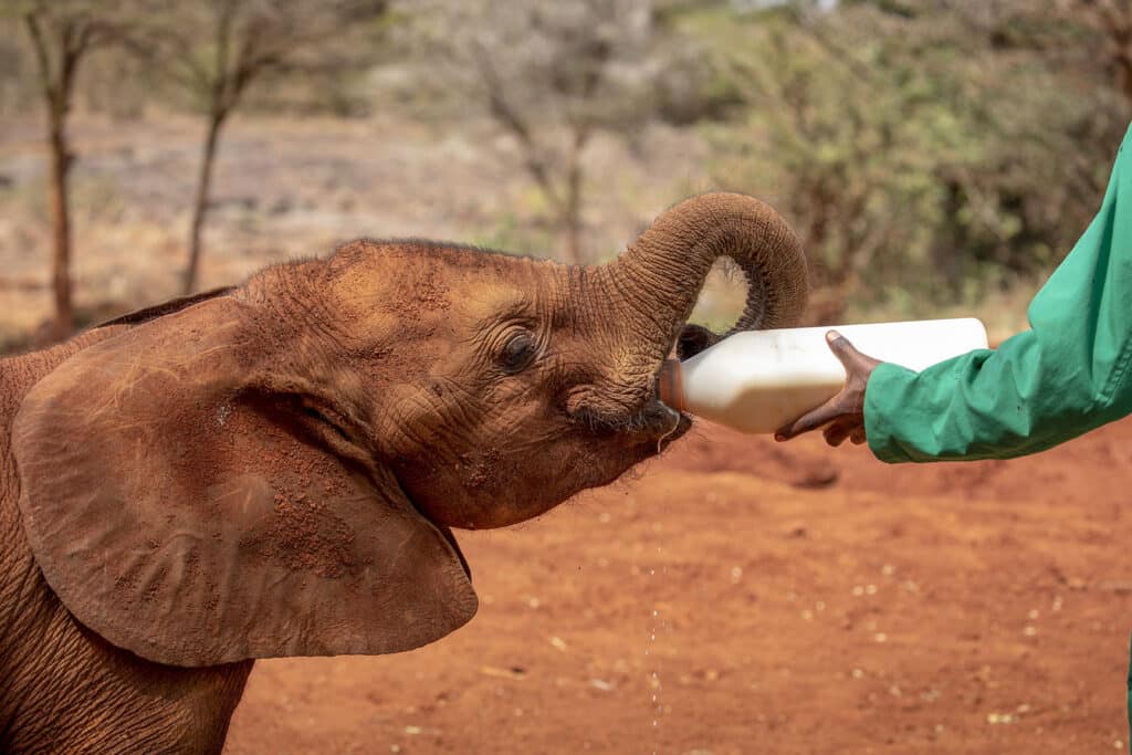 The David Sheldrick Trust with Ker & Downey Africa in Kenya