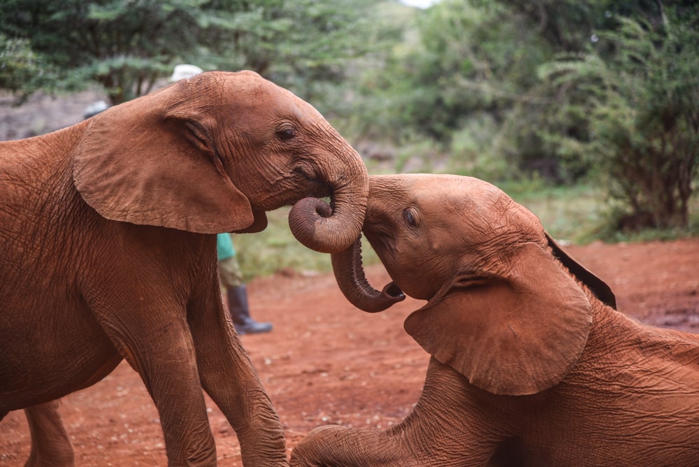 he David Sheldrick Trust with Ker & Downey Africa in Kenya