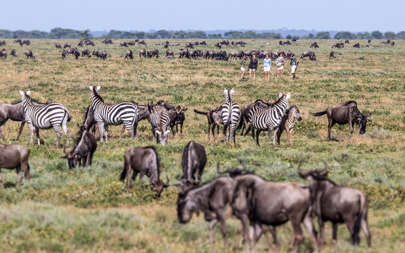 4 guests on a private walking safari at Mila Tented Camp with Ker & Downey Africa