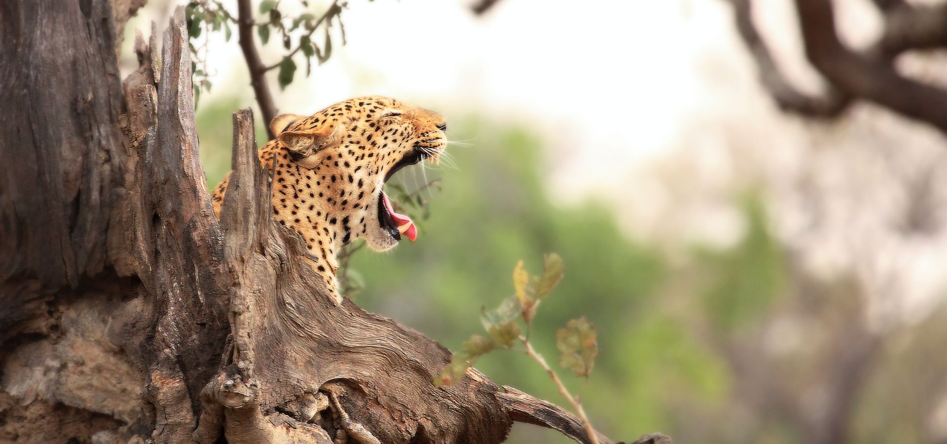 10 reasons to visit South Africa - The Big Five
