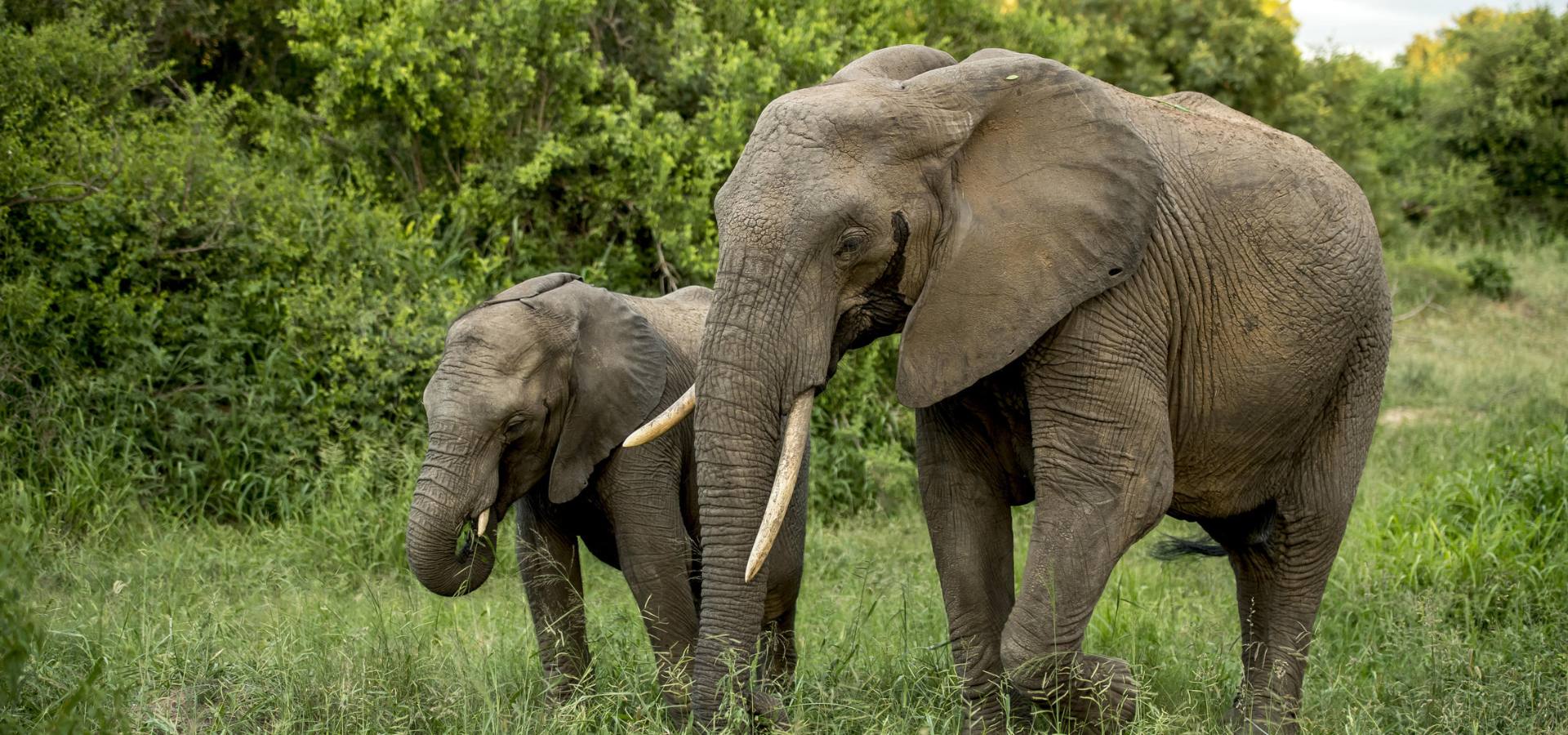 Safari in April - South Africa Sabi Sands Wetu