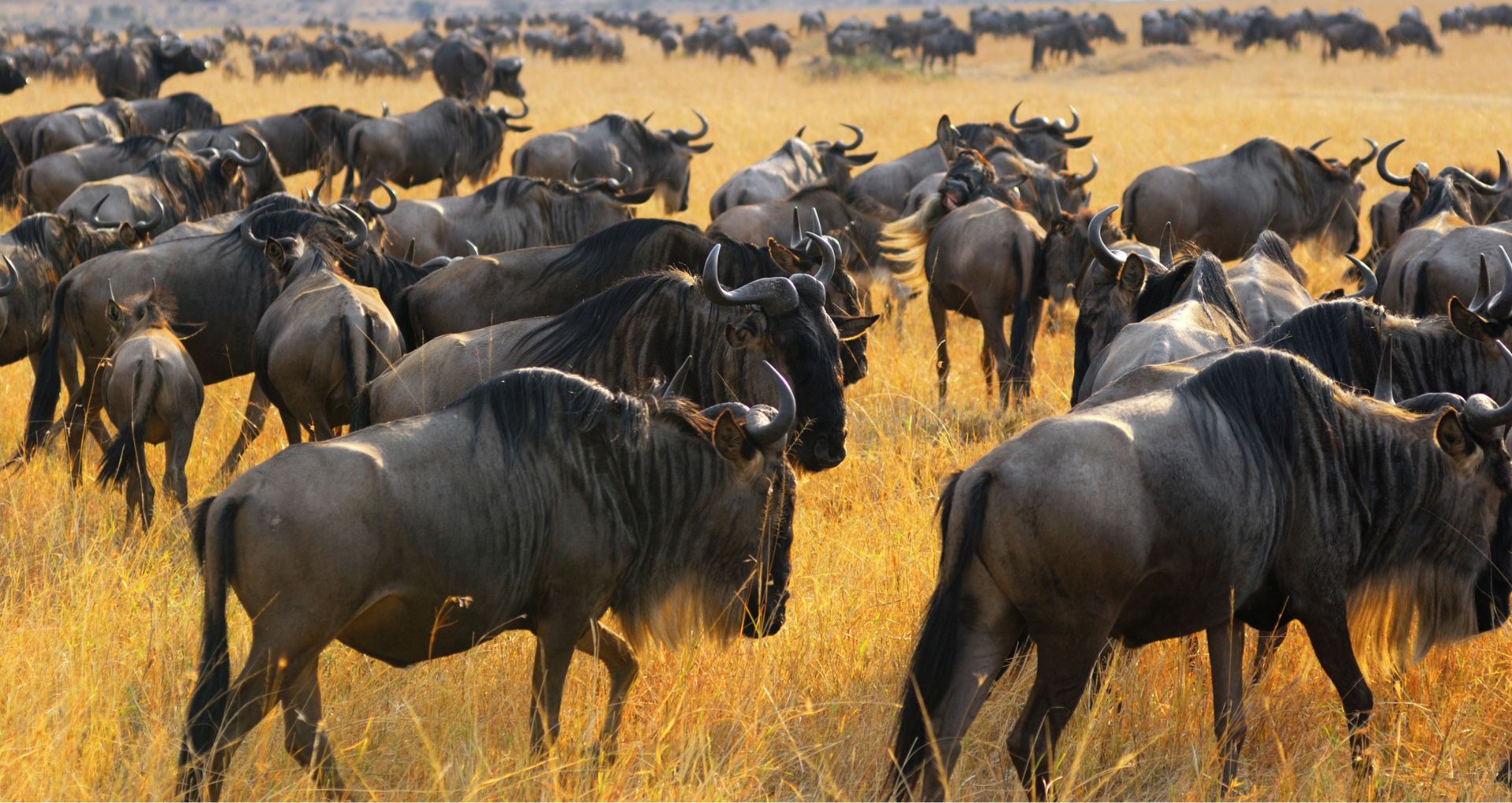 Safari in March - Great Wildebeest Migration Tanzania Wetu