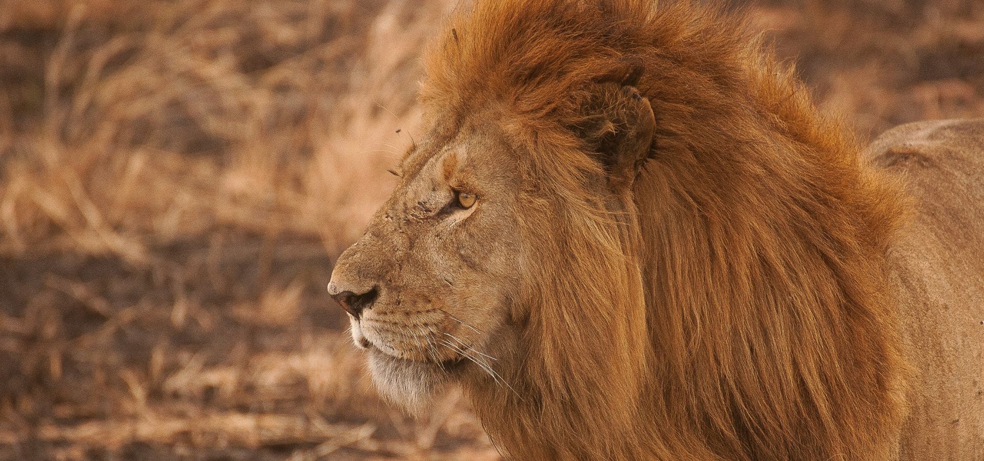 Plan your luxury African safari in May with Ker & Downey&reg; Africa