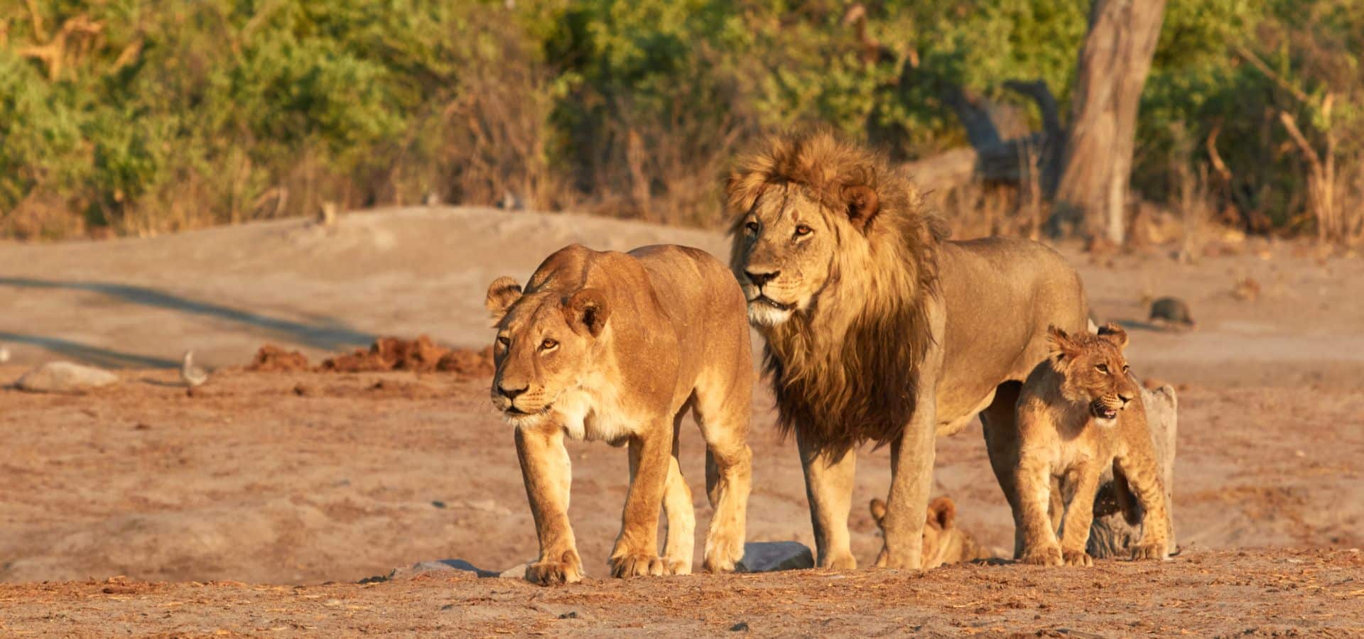 Plan your luxury June safari vacation with Ker & Downey&reg; Africa