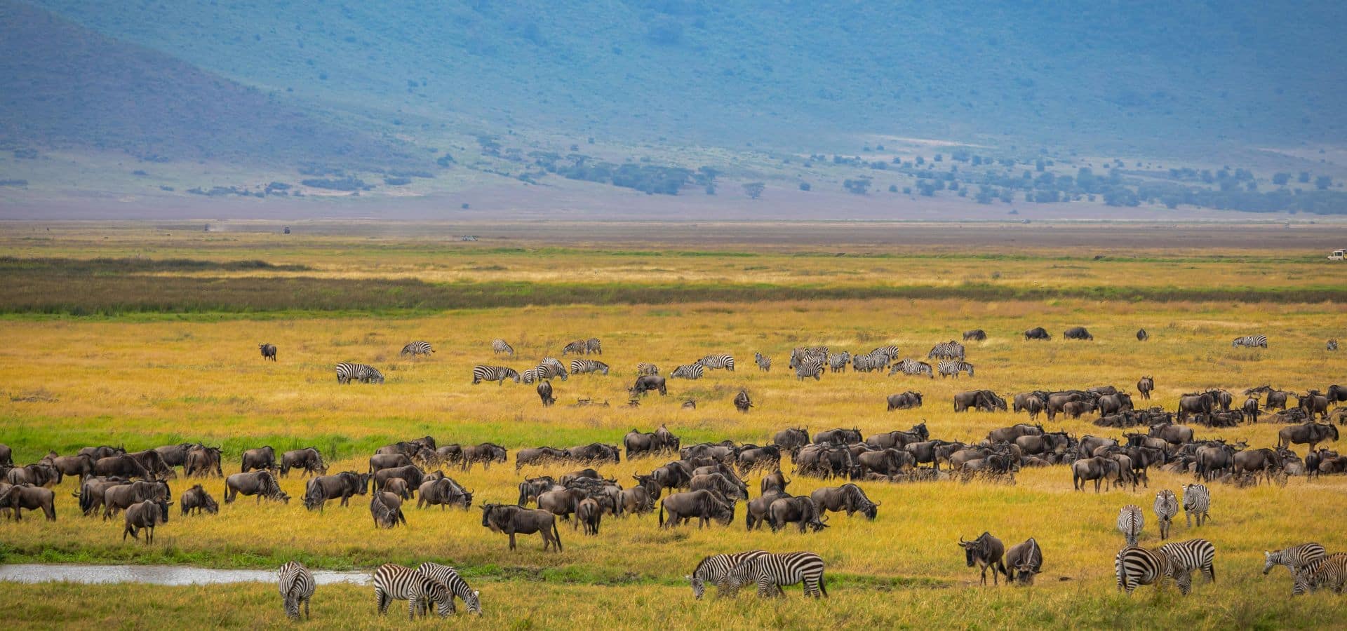 Safari in July - The Great Migration in the Serengeti