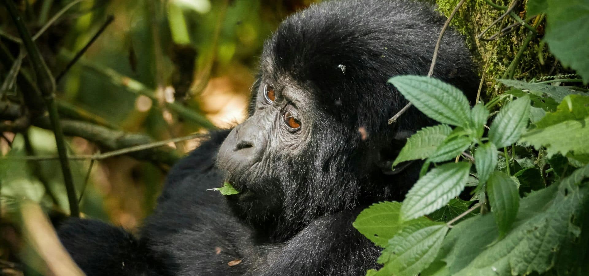 Safari in July - Uganda gorilla trekking