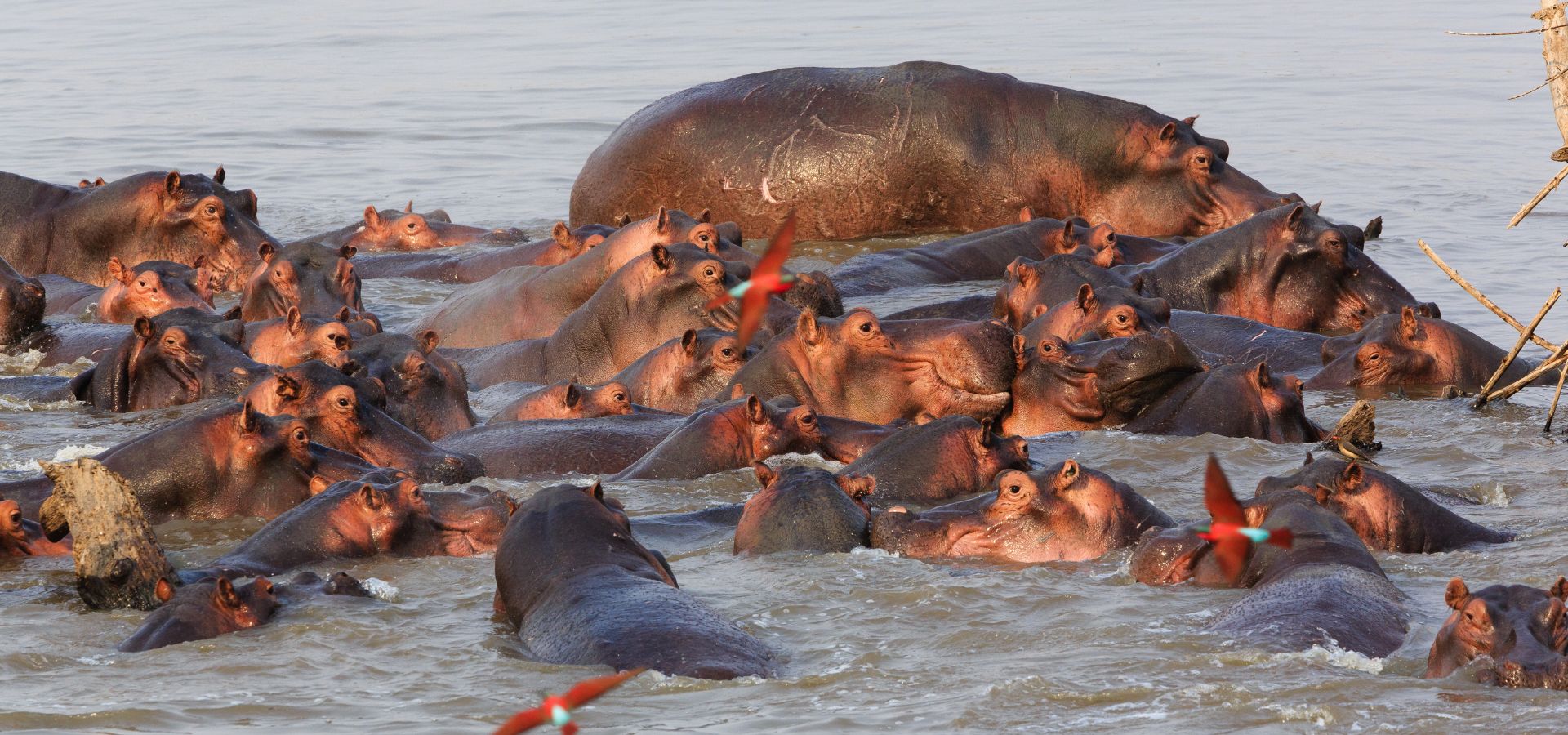 Safari in July - Zambia South Luangwa National Park