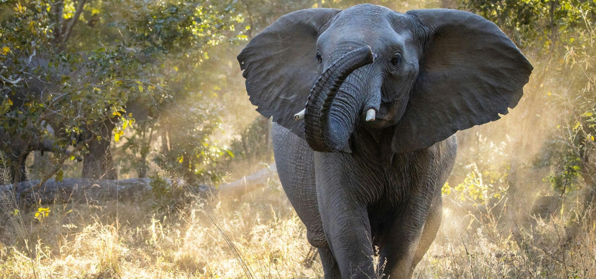 Safari in July - Zimbabwe Hwange National Park