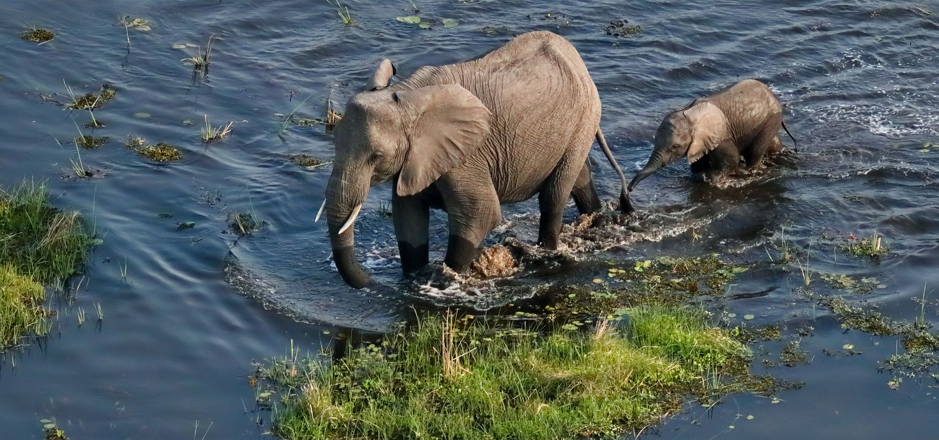 Safari in June - Botswana Okavango Delta National Park