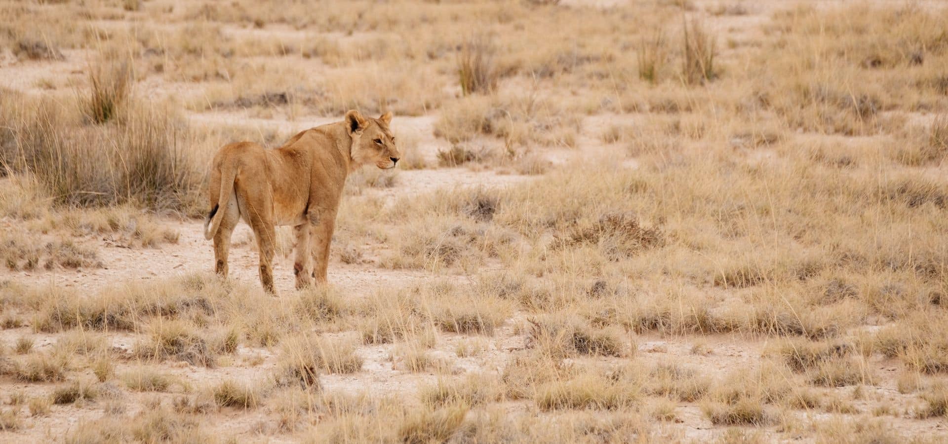 Safari in June - Namibia Etosha National Park