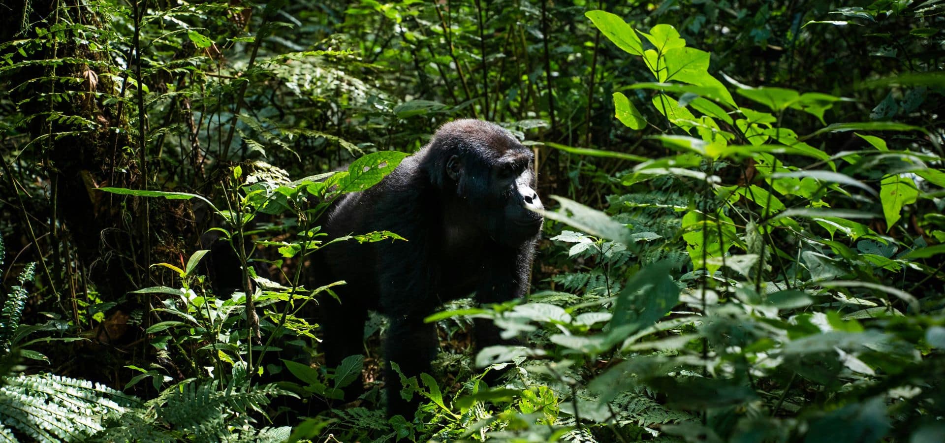 Safari in June - Rwanda gorilla trekking safari