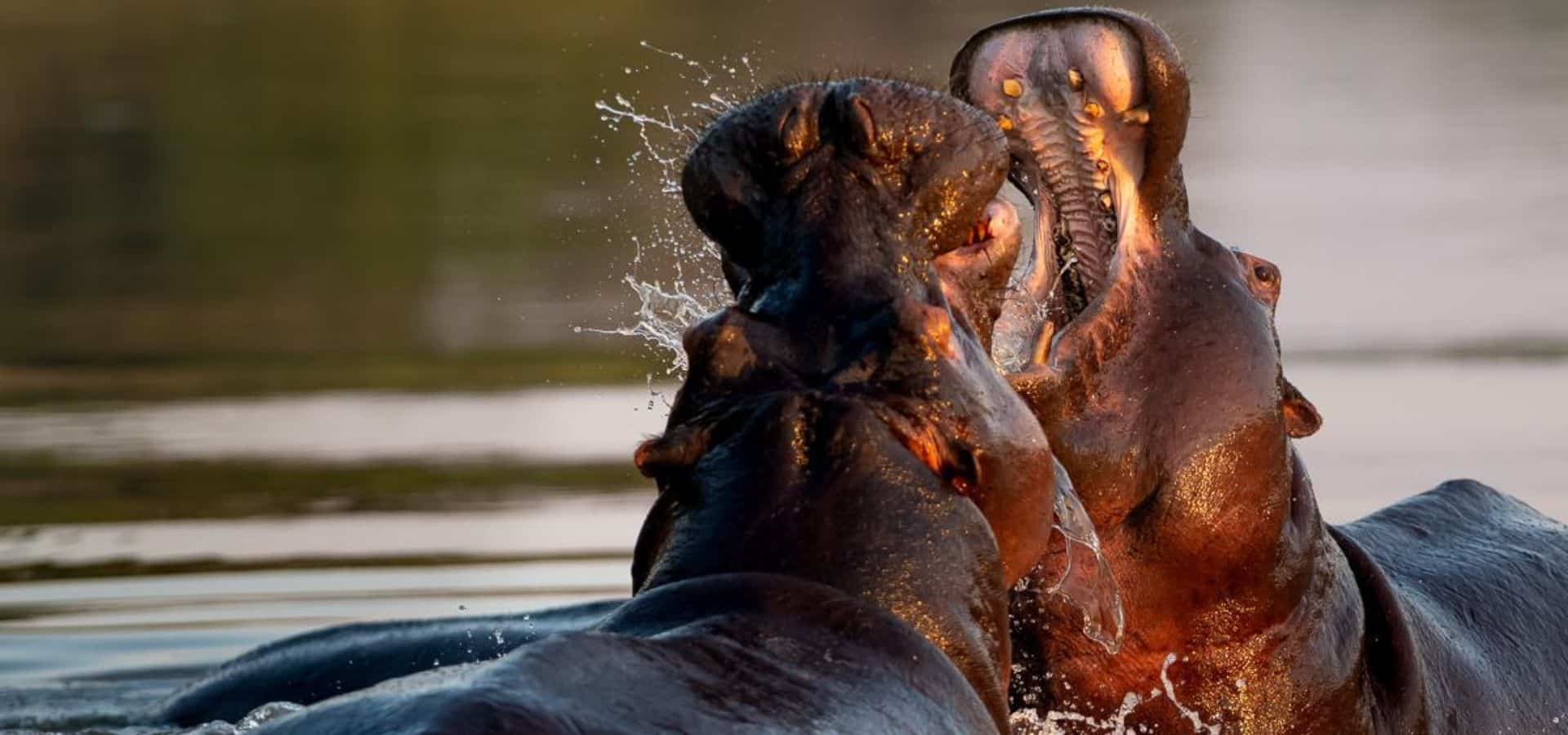 Safari in June - South Africa Sabi Sands National Park
