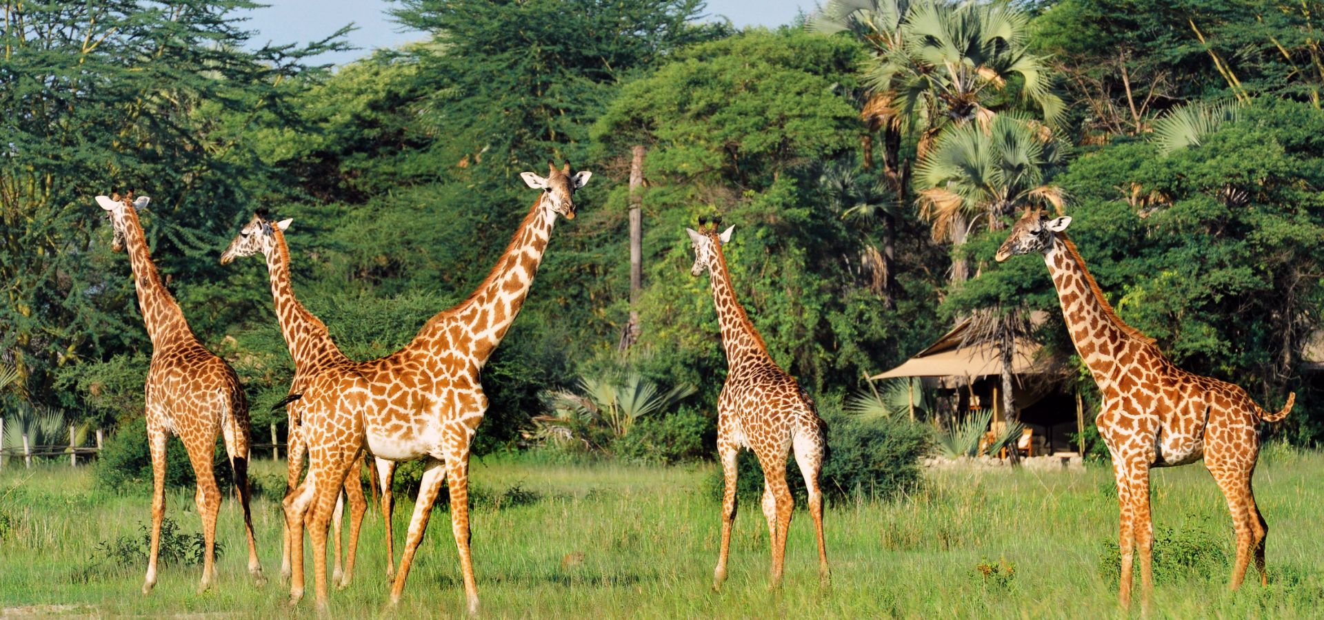 Safari in June - Tanzania giraffe chem chem lodge