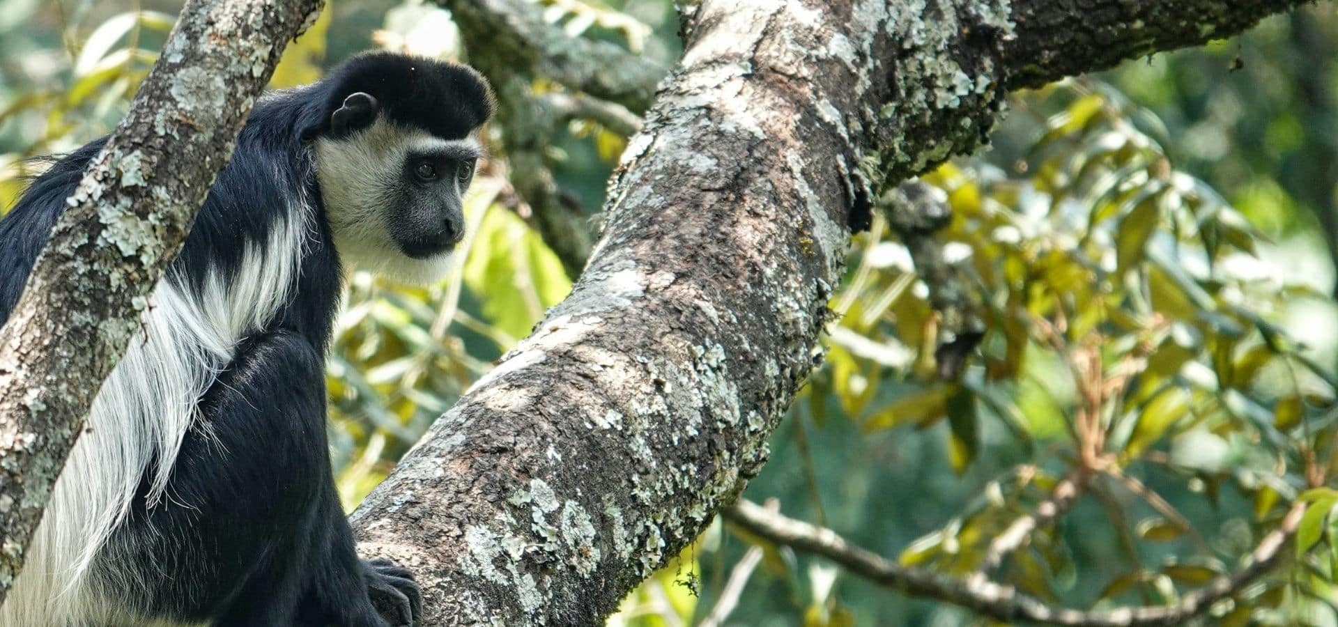 Safari in June - Uganda Bwindi Impenetrable National Park