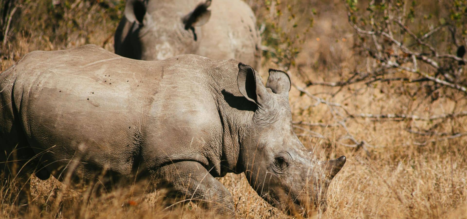 South Africa Kruger National Park