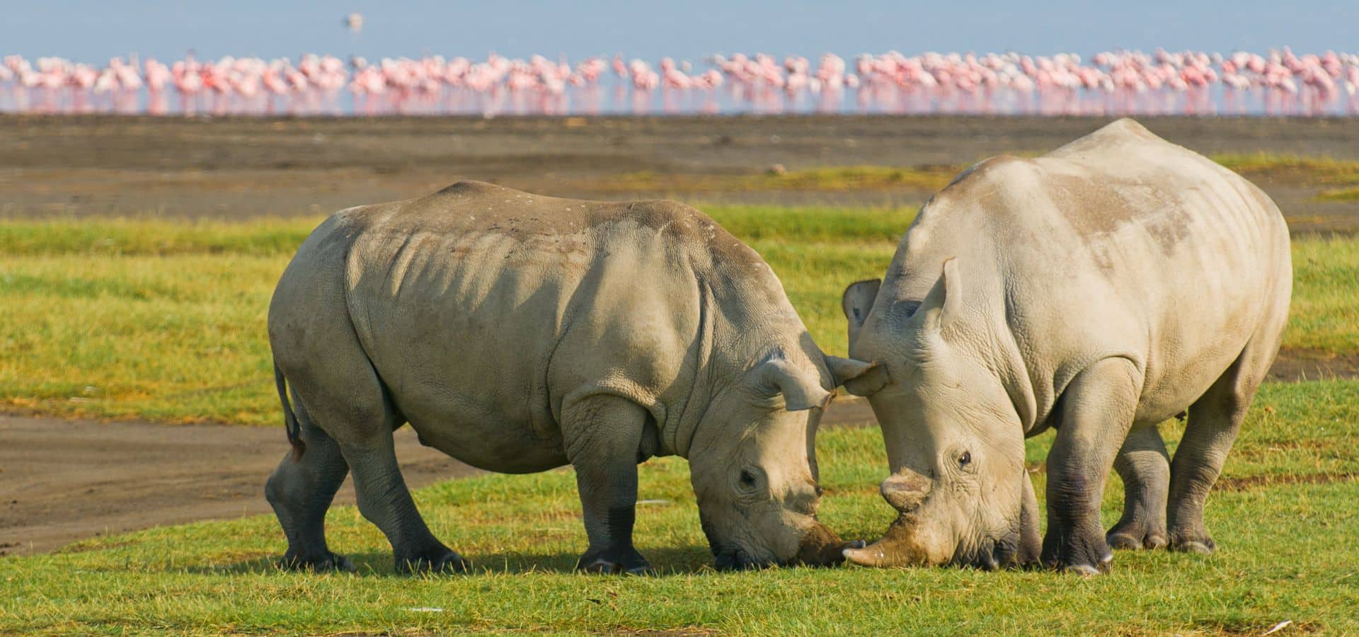 Plan your luxury August safari with Ker & Downey&reg; Africa