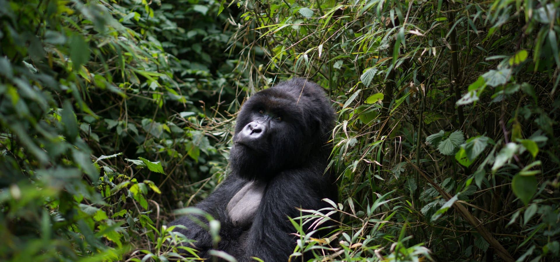 Safari calendar 2025 - Rwanda Mountain Gorilla Volcanoes National Park