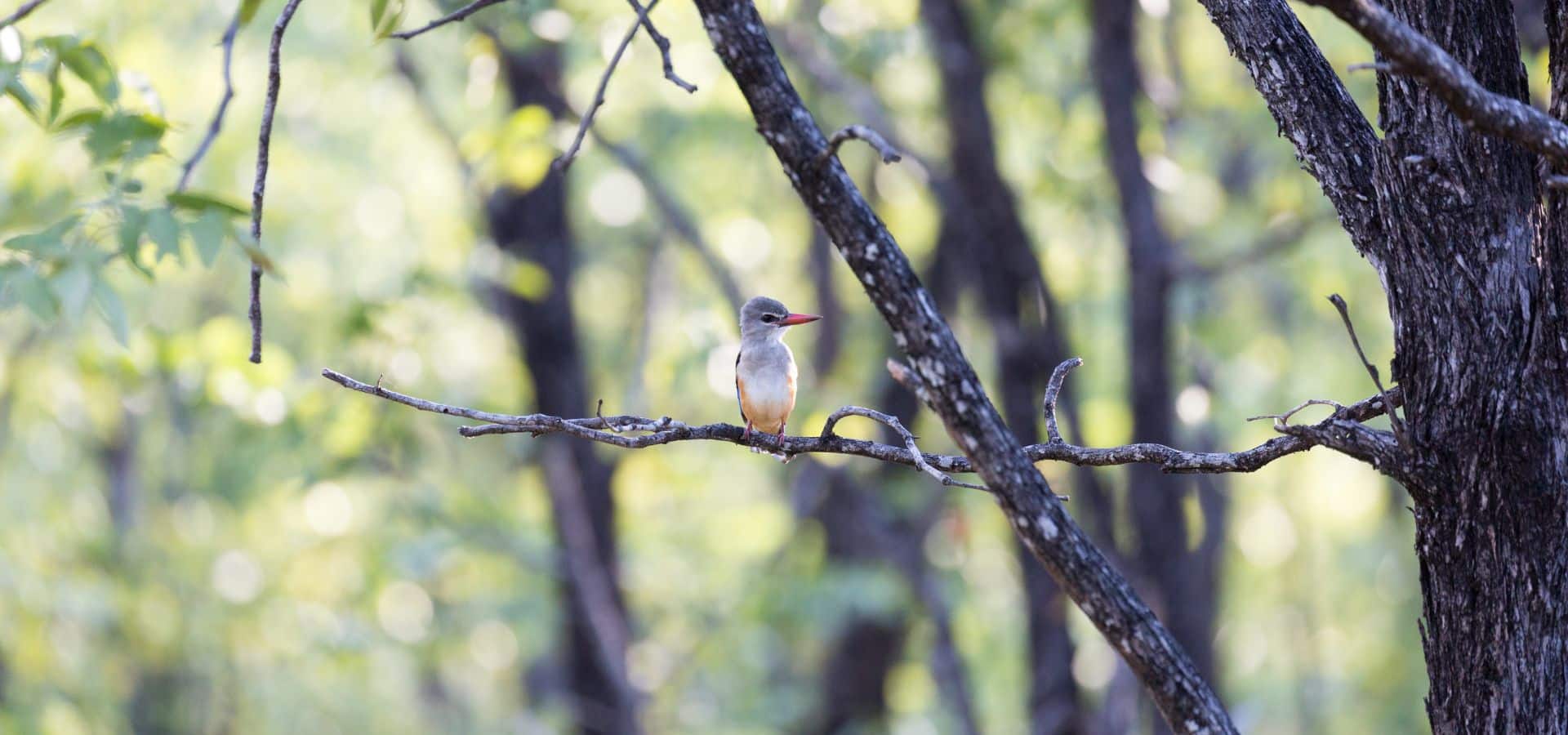 Safari calendar 2025 - Zambia South Luangwa National Park