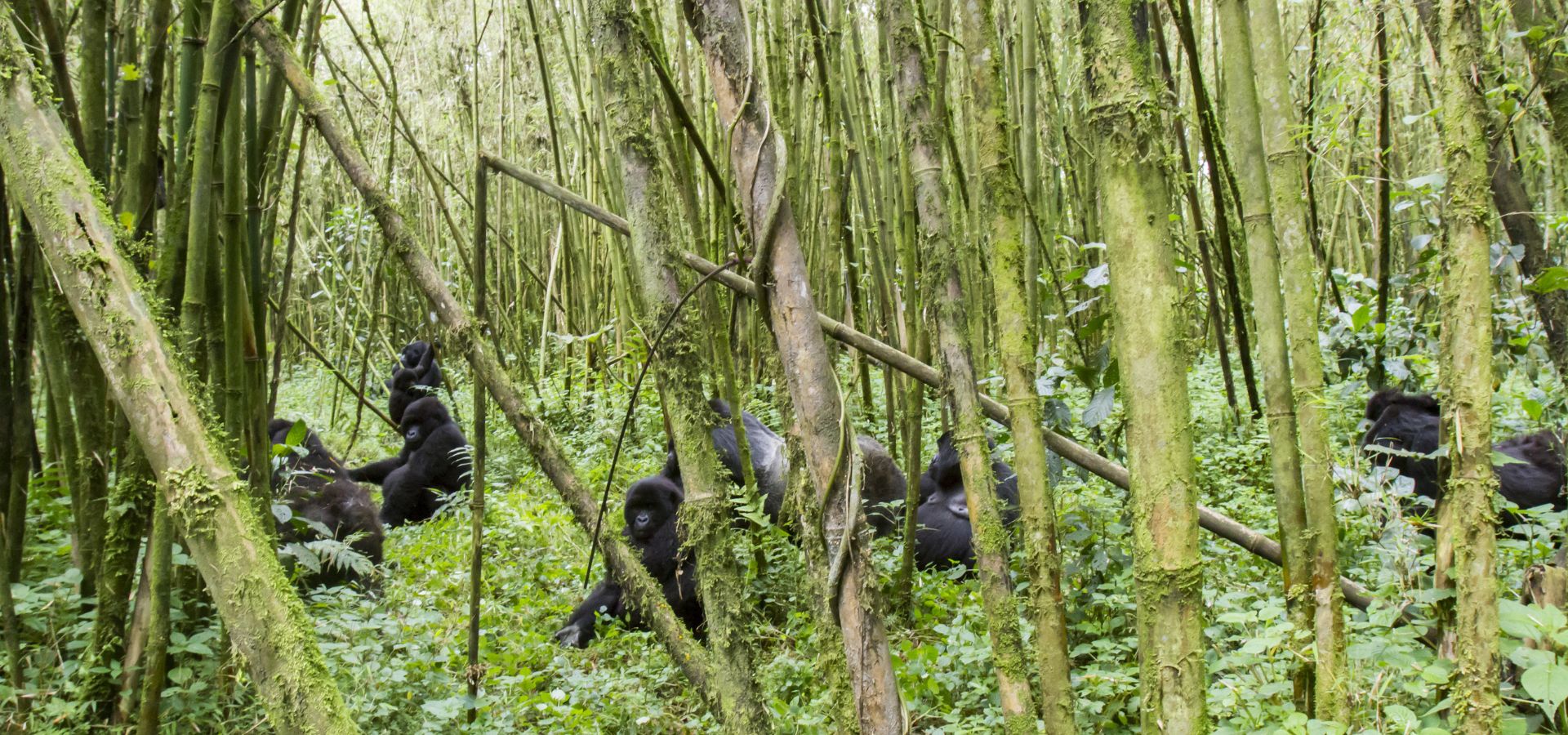 Safari in August - Rwanda&rsquo;s Volcanoes National Park