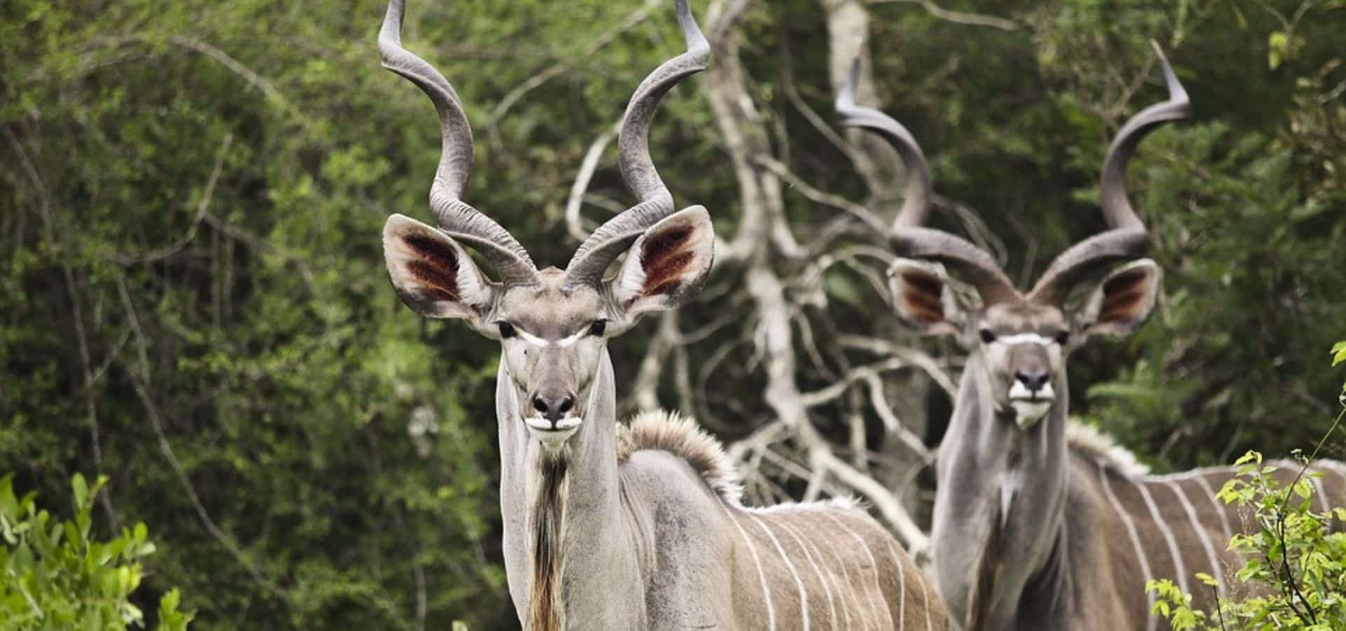Safari in August - South Africa Sabi Sands National Park