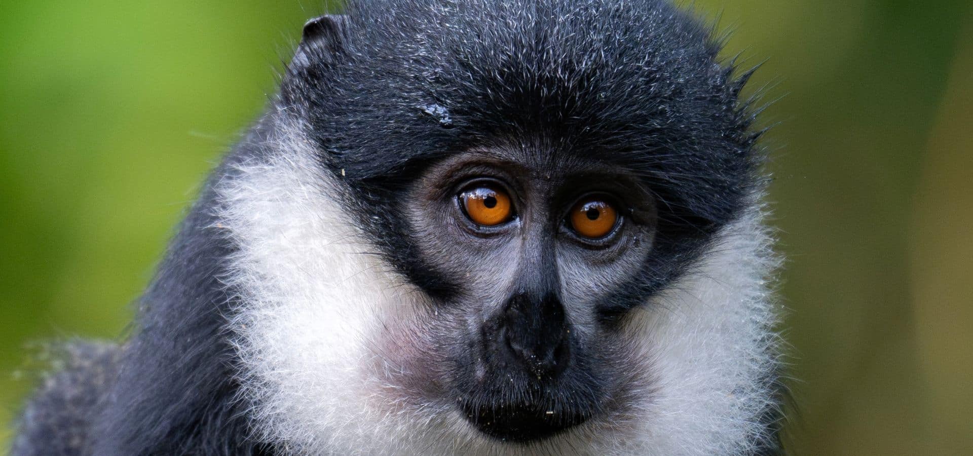 Safari in August - Uganda Bwindi Impenetrable Forest Gorilla trekking