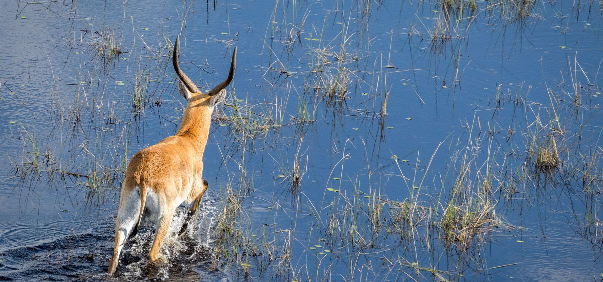 Summer Safari - Okavango Delta Botswana