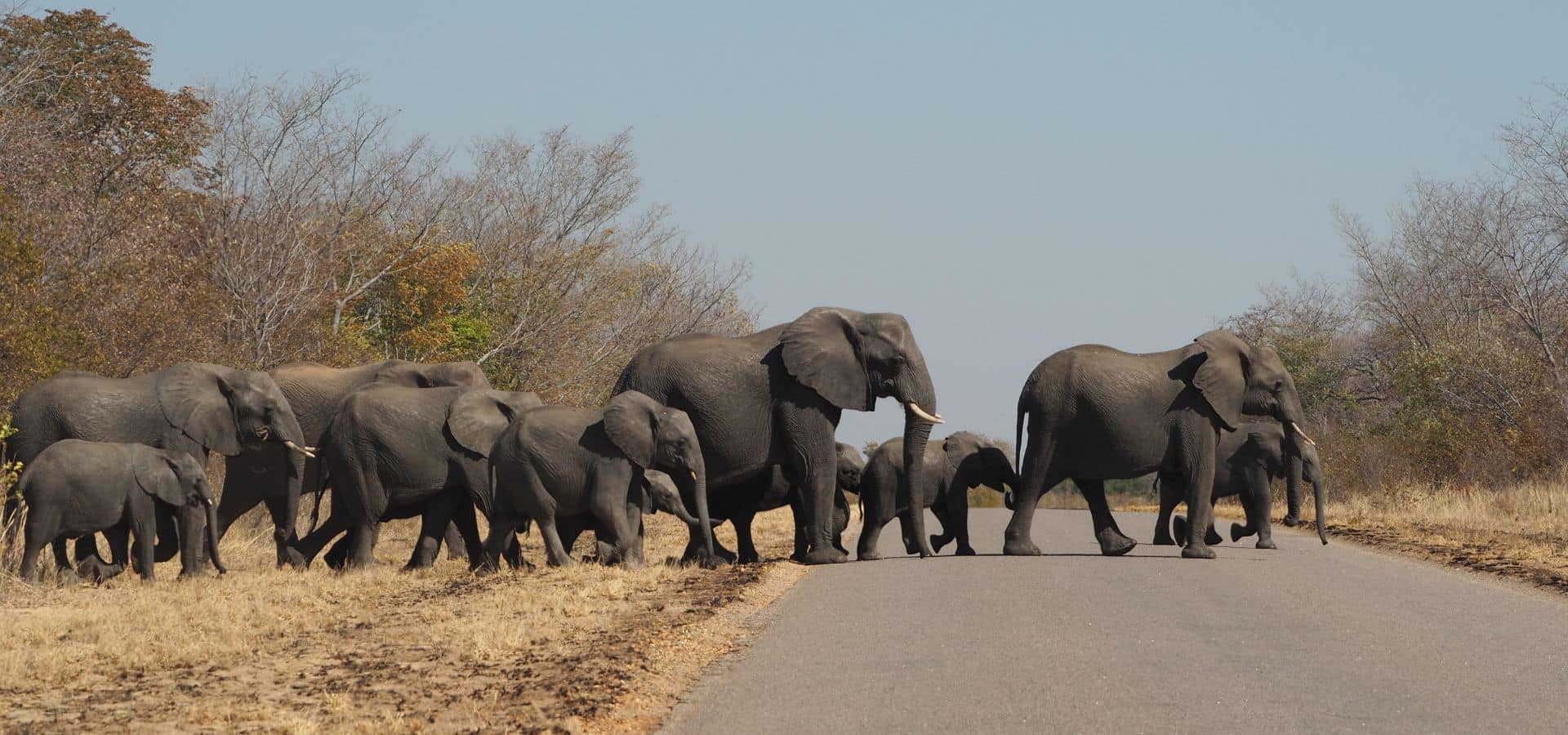 Top benefits of an African safari in autumn